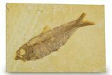 Detailed Fossil Fish (Knightia) - Wyoming #369400-1